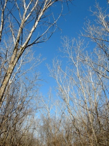 Spring sky through the branches